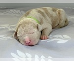 Small Photo #7 American Bully Puppy For Sale in DICKINSON, TX, USA