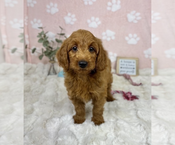 Medium Photo #5 Goldendoodle mix (+ Poodle Miniature) Puppy For Sale in NOBLESVILLE, IN, USA