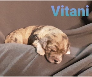 Catahoula Leopard Dog-Poodle (Standard) Mix Puppy for sale in JACKSONVILLE, NC, USA