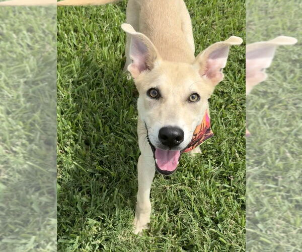 Medium Photo #2 Mutt Puppy For Sale in San Leon, TX, USA