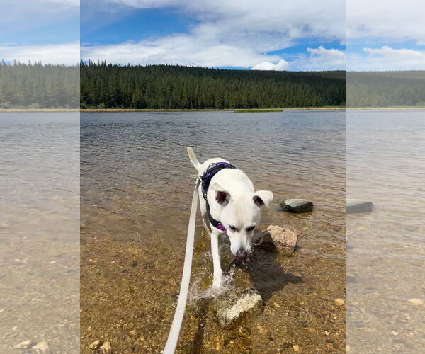 Medium Photo #2 Chow Chow-Unknown Mix Puppy For Sale in Aurora, CO, USA