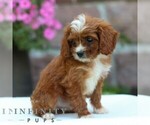 Small #2 Cavapoo