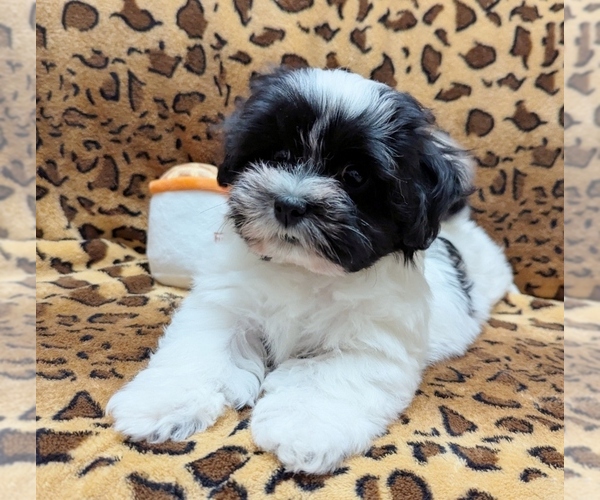 Medium Photo #4 Havanese Puppy For Sale in POST FALLS, ID, USA