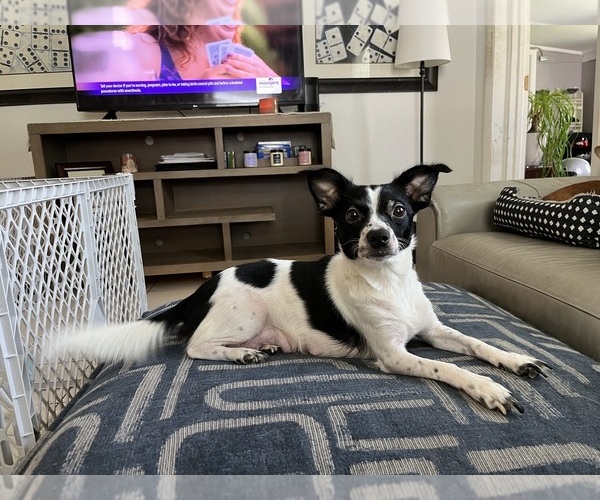 Medium Photo #1 Malchi Puppy For Sale in FORT MYERS, FL, USA