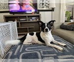 Small Photo #1 Malchi Puppy For Sale in FORT MYERS, FL, USA