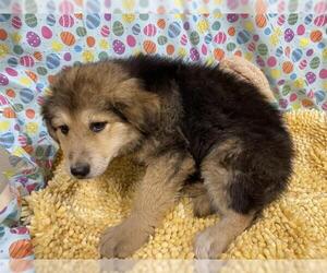 Alaskan Malamute-German Shepherd Dog Mix Dogs for adoption in Modesto, CA, USA