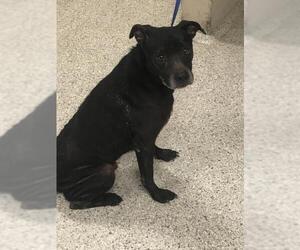 Mutt Dogs for adoption in Conroe, TX, USA