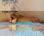 Small Photo #7 Black Mouth Cur-Greyhound Mix Puppy For Sale in Minneapolis, MN, USA