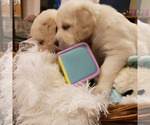 Small Photo #2 English Cream Golden Retriever Puppy For Sale in BEREA, KY, USA