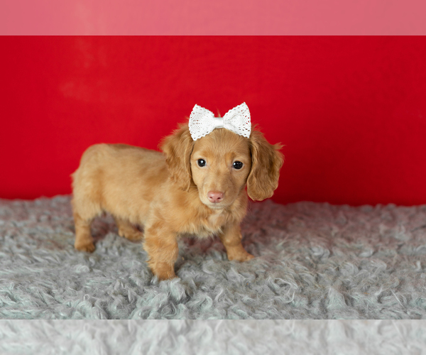 Medium Photo #2 Dachshund Puppy For Sale in NAPPANEE, IN, USA