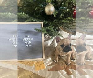 French Bulldog Puppy for Sale in IMPERIAL BCH, California USA