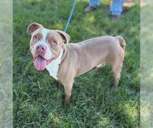 Staffordshire Bull Terrier-Unknown Mix Dogs for adoption in Modesto, CA, USA