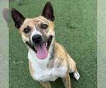 Small #9 American Pit Bull Terrier Mix