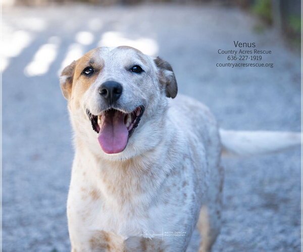 Medium Photo #3 Mutt Puppy For Sale in Manchester, MO, USA