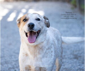 Venus - Female Mutt Dog for Adoption - Photo #3