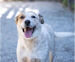 Small Photo #3 Mutt Puppy For Sale in Manchester, MO, USA