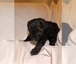 Small Photo #115 Miniature Bernedoodle Puppy For Sale in AUBURNDALE, FL, USA