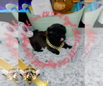 Small #10 Shih Tzu
