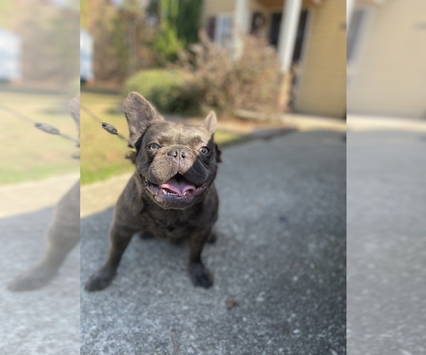 Medium Photo #4 French Bulldog Puppy For Sale in FAIRBURN, GA, USA