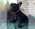 Small #9 French Bulldog