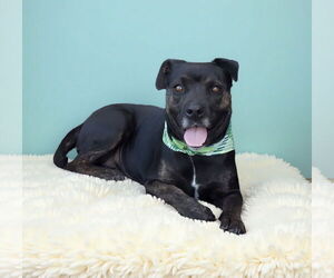 Medium Pug Mix