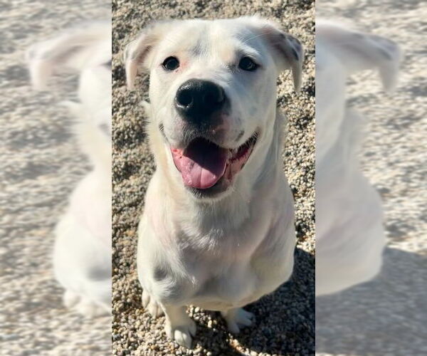 Medium Photo #2 Labrador Retriever-Unknown Mix Puppy For Sale in Jefferson, WI, USA