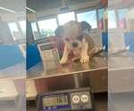 Small #2 BoShih