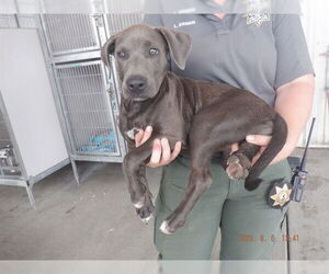 American Pit Bull Terrier-Unknown Mix Dogs for adoption in Oroville, CA, USA