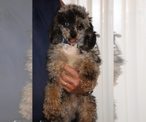 Poodle (Miniature) Puppy for sale in DYERSBURG, TN, USA