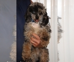 Image preview for Ad Listing. Nickname: Poe