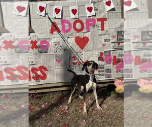 Mutt Dogs for adoption in Elmsford, NY, USA