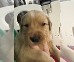 Puppy Pink Rosie Golden Retriever