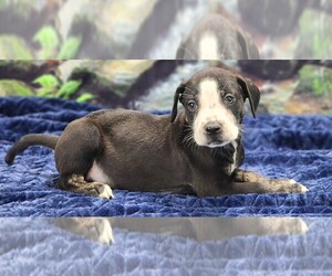 Catahoula Leopard Dog Puppy for sale in CUMBY, TX, USA