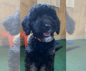 Goldendoodle (Miniature) Puppy for sale in BULLARD, TX, USA