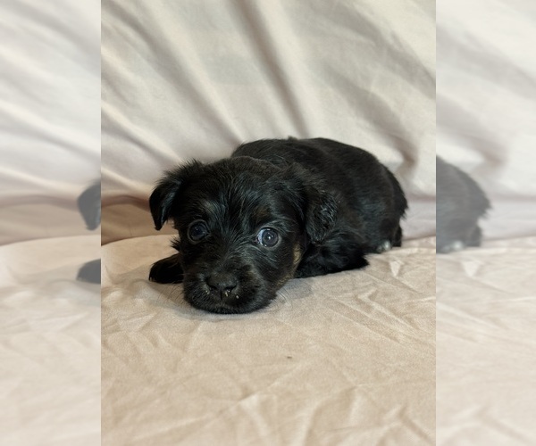 Medium Photo #6 Corgipoo Puppy For Sale in LONGMONT, CO, USA