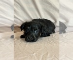 Sonnet - Female Corgipoo Puppy for Sale - Photo #6