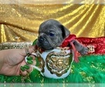 Small Photo #63 French Bulldog Puppy For Sale in HAYWARD, CA, USA