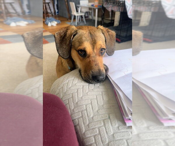 Medium Photo #2 Mutt Puppy For Sale in Springdale, PA, USA