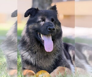 German Shepherd Dog Dogs for adoption in North Royalton, OH, USA