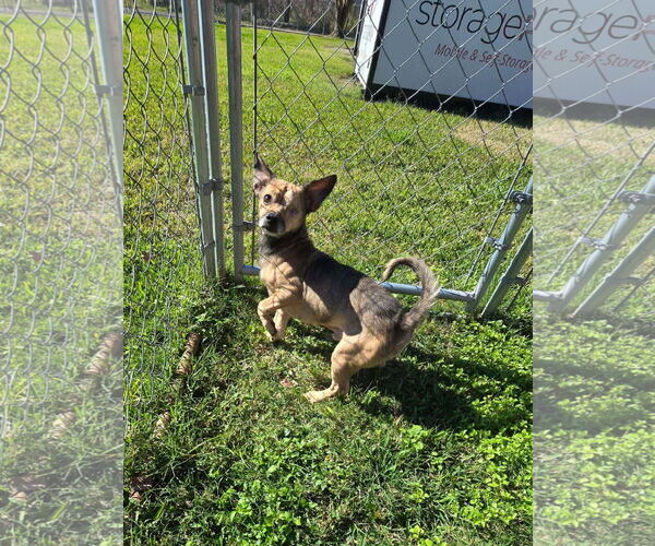 Medium Photo #1 Pomerat Puppy For Sale in New Orleans, LA, USA