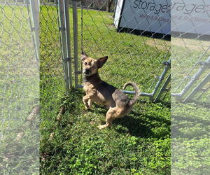 Pomerat Dogs for adoption in New Orleans, LA, USA