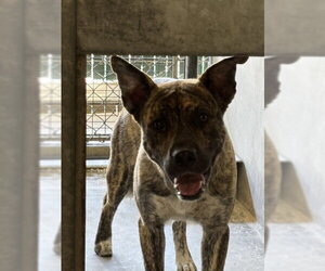 Mutt Dogs for adoption in San Bernardino, CA, USA