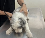 Small Photo #18 Sheepadoodle Puppy For Sale in HUNTINGTON BEACH, CA, USA