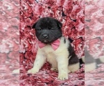 Small Photo #2 Akita Puppy For Sale in PARADISE, PA, USA