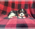 Small #1 Cavalier King Charles Spaniel