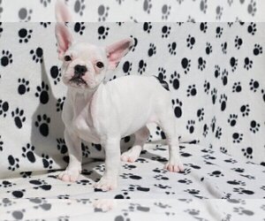 French Bulldog Puppy for sale in ATHERTON, CA, USA