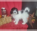 Small #6 Bernedoodle-Poodle (Toy) Mix