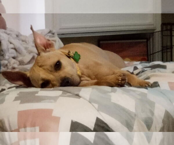 Medium Photo #20 American Pit Bull Terrier-Unknown Mix Puppy For Sale in Murfreesboro, NC, USA