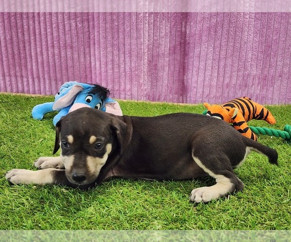 Medium Photo #8 Catahoula Leopard Dog Puppy For Sale in CUMBY, TX, USA