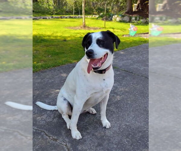 Medium Photo #3 Mutt Puppy For Sale in Bellevue, WA, USA